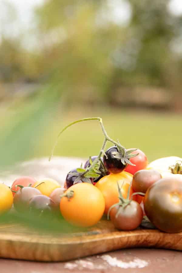 ASG_3035 Kopie Frische bunte Tomatenernte aus dem Garten – Katrin Schäfer – Ernährungstherapeutin & Coachin
