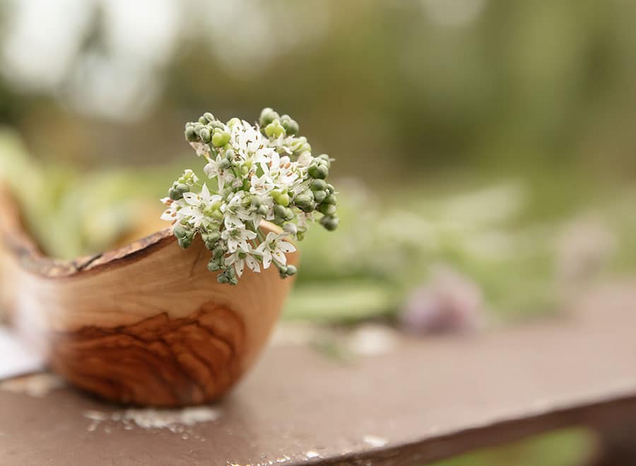 ernaehrungstherapie-header-mobil Frische Knoblauchblüte in einem Holzschiffchen im Garten von Katrin Schäfer, Ernährungswissenschaftlerin