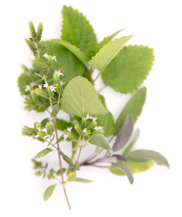 kraeuter-1 KrĂ€uter aus dem Garten von Katrin SchĂ€fer â ErnĂ€hrungstherapeutin & Coachin