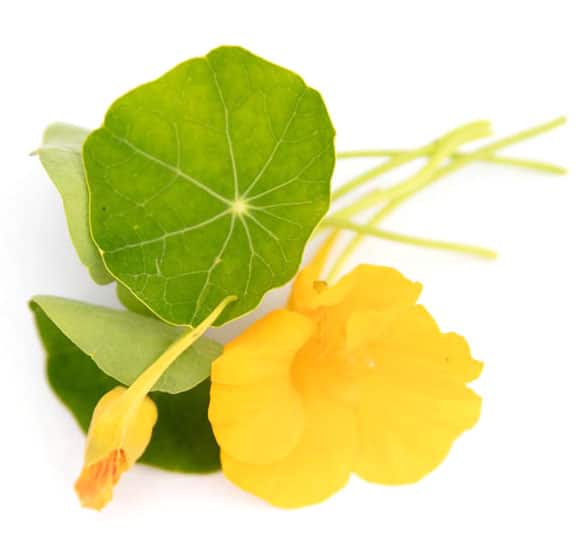 kraeuter-2 Kräuter aus dem Garten – Katrin Schäfer, Ernährungsberaterin