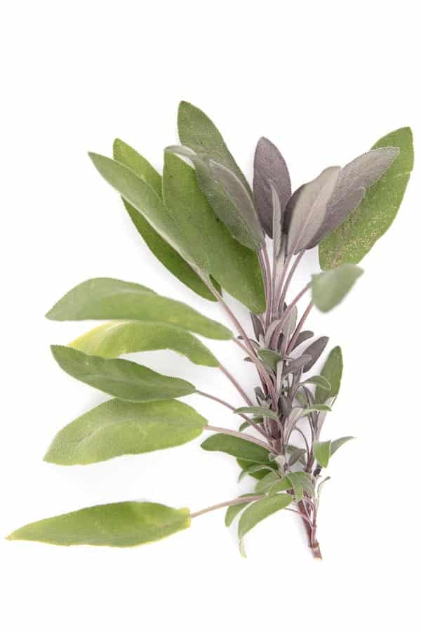 ASG_2934 Kopie KrĂ€uter aus dem Garten von Katrin SchĂ€fer â ErnĂ€hrungstherapeutin & Coachin