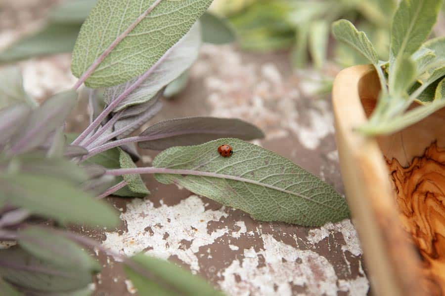 ASG_2941 Kopie Ernährungsberaterin Katrin Schäfer beobachtet einen Marienkäfer im Gemüsebeet