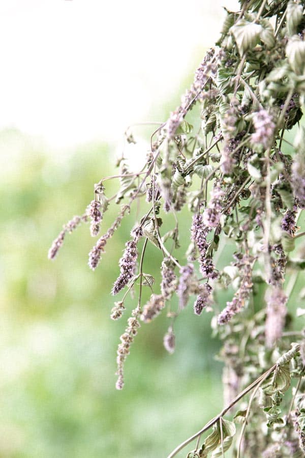 SG_2859 Kopie HĂ€ngender Strauch im Garten von Katrin SchĂ€fer â ErnĂ€hungstherapeutin und Coach